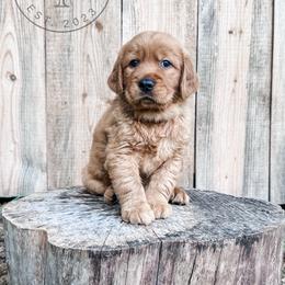 Canyon - light green - Dark golden male Golden Retriever puppy in Greeneville, Tennessee from Cultivate Farm