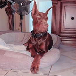 Doberman Pinschers from King of Darkness Kennelz