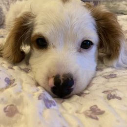 Boy 2 - Blenheim Cavapoo puppy in Fenton, Missouri from K&R Cavaliers