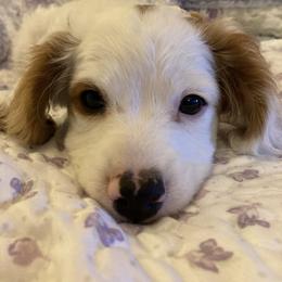 Boy 2 - Blenheim Cavapoo puppy in Fenton, Missouri from K&R Cavaliers