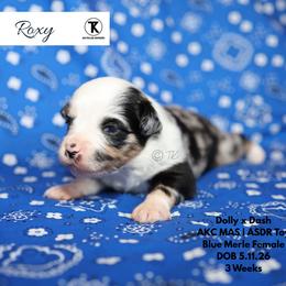Roxy -BMF1 - Blue merle female Toy Australian Shepherd puppy in Nacogdoches, Texas from TK Standard, Mini, & Toy Aussies