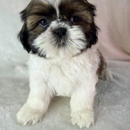 Marilyn Monroe - Gold and white female Shih Tzu puppy in Winston Salem, North Carolina from Little Miracles Shih Tzu