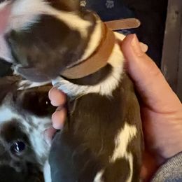 Brown - Liver and white male English Springer Spaniel puppy in Wells, Vermont from Everyday Sunshine Springers