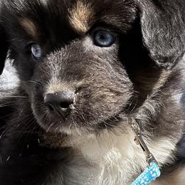 Eddie - Black tri-color male Australian Shepherd puppy in Butler, Georgia from Aussies at Howling Hill Farm