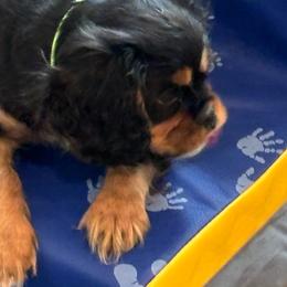 Kingsley - Black and tan male Cavalier King Charles Spaniel puppy in Poolesville, Maryland from Harvest Moon Cavaliers