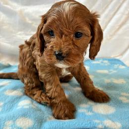 Rain - Apricot male Cavapoo puppy in Adrian, Oregon from ApplebyFarm