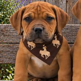 Mr. Potato-Lime Collar - Brown male Boerboel puppy in Laramie, Wyoming from Standing Stone Boerboels