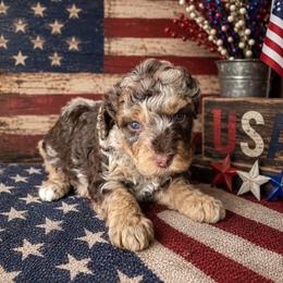 Boy 4, Patch - Merle male Bernedoodle puppy in Delphos, Ohio from Route 66 Poodles & Doodles, Sapphire Shih-tzu's of Ohio