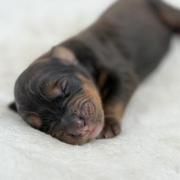 Boy 4 - Tri-color male Bernedoodle puppy in Montverde, Florida from Central Florida Bernedoodles