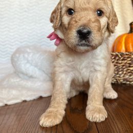 Goldendoodle Puppies from Jaymie's Doodles
