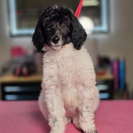 Niffty - Parti female Poodle puppy in Blue Ridge, Georgia from Beltane Standard Poodles