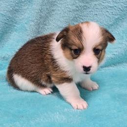 MAGGIE - Sable female Pembroke Welsh Corgi puppy in Walker, Iowa from Double K Corgis