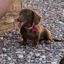 Clove - Dachshund