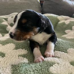 Oaken - Black tri-color male Australian Shepherd puppy in Hemet, California from Perfect Companion Aussie's