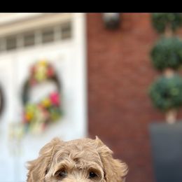 Cockapoo Puppies from Von Shafer Kennel
