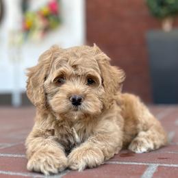 Cockapoo Puppies from Von Shafer Kennel