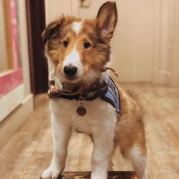 Collie Puppies from High Altitude Collies