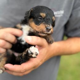 Bennett - Phantom male Bernedoodle puppy in Warrensburg, Missouri from Dreamer Ridge Puppies