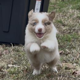 Astro-1500 - Red merle male Australian Shepherd puppy in Star City, Arkansas from Blush & Lace Aussie Co.