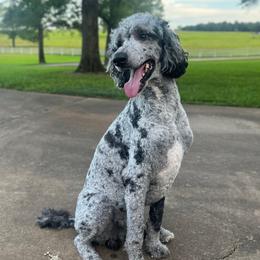 Krewe - Poodle