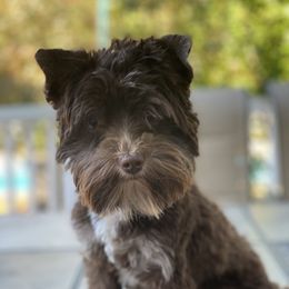 Rocco - Yorkshire Terrier
