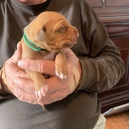 Rhodesian Ridgeback Puppies from Churchill Rhodesian Ridgebacks