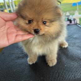Everett - Orange sable male Pomeranian puppy in Ector, Texas from BB Pomeranians