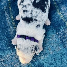Purple - Blue merle female Border Collie puppy in Minden, Iowa from Rocking N Registered Border Collies & Labradors