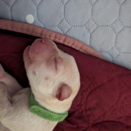 Turbo (Green Collar) - Yellow male Labrador Retriever puppy in Commerce, Oklahoma from Standing Water Kennels