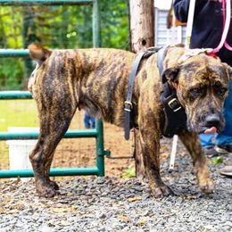 Boerboel All Grown Up from Romboel Farm Dogs