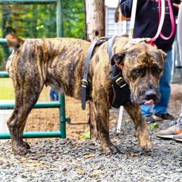 Boerboel All Grown Up from Romboel Farm Dogs