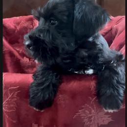 Miniature Schnauzer Puppies from Blue Ribbon Schnauzers