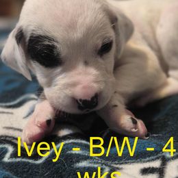 Ivey - White and black Dalmatian puppy in Sylvania, Georgia from Dipping Dot Dalmatians