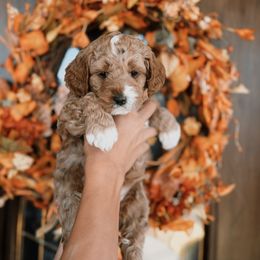 Pink - Red  female Goldendoodle puppy in Beecher, Illinois from Cherry Lane Doodles