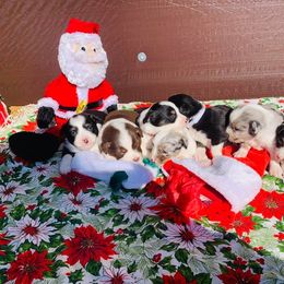 Miniature Australian Shepherd and Toy Australian Shepherd Puppies from Ozoodle’s Kennel