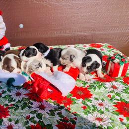 Miniature Australian Shepherd and Toy Australian Shepherd Puppies from Ozoodle’s Kennel