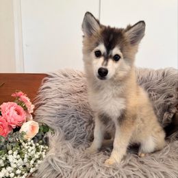 Shadow - Gray and white male Pomsky puppy in La Verne, California from Red Cedar Pomskies