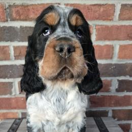 Toby - Tri-Roan male English Springer Spaniel puppy in Statesville, North Carolina from BAR Z Springers