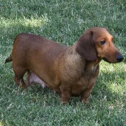 Tinsel - Dachshund