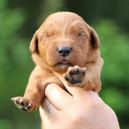 4th choice - Dark golden female Golden Retriever puppy in Lucasville, Ohio from Trusting Hearts Kennel