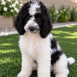 Truffle - Magenta Girl - Parti female Poodle puppy in Surprise, Arizona from Gentle Paw Poodles and Doodles