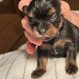 Girl 3 - Black and tan female Havanese puppy in Melba, Idaho from Lawson Havanese