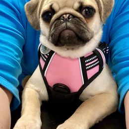 Pug Puppies from House of Briggs Pugs