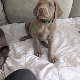 Dasher - male Long Haired Weimaraner puppy in Evart, Michigan from Drehbar Weimaraners