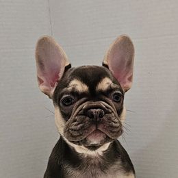 French Bulldog Puppies from Kristen's French Bulldogs