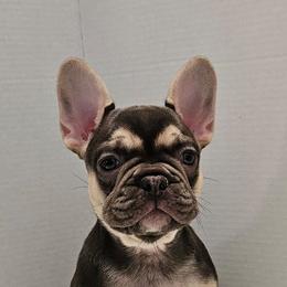French Bulldog Puppies from Kristen's French Bulldogs