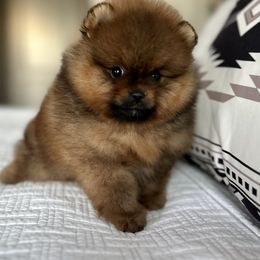 Pomeranian Puppies from Montefino Pomeranians