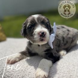 Two-Tone - Blue merle male Bernedoodle puppy in Fort Pierce, Florida from Gentle Giants Doodle Co.