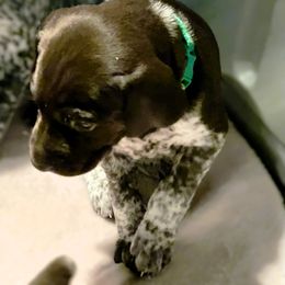 German Shorthaired Pointer Puppies from MaggieMae Andersen