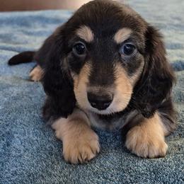 Bono AKC LH Black and cream - Black and cream male Dachshund puppy in Los Angeles, California from Sterling Dachshunds